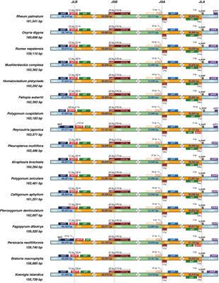 Plastome phylogenomics and biogeography of the subfam. Polygonoideae (Polygonaceae)